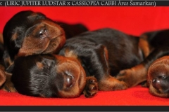 G_litter_boys_1w_2